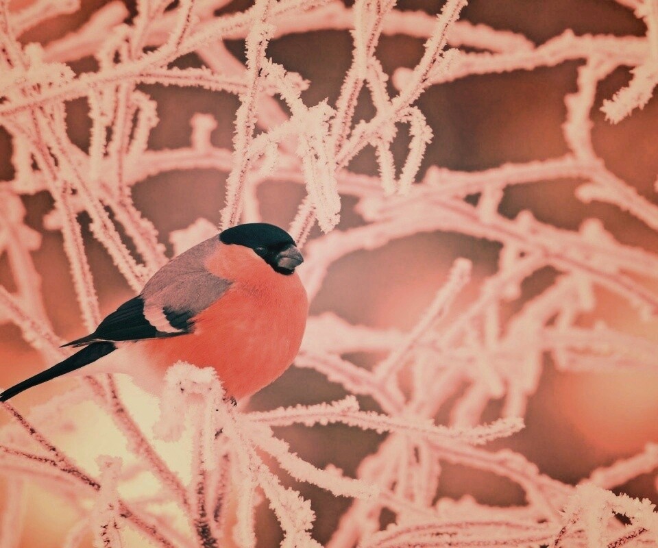 Снегирь на ветке обои