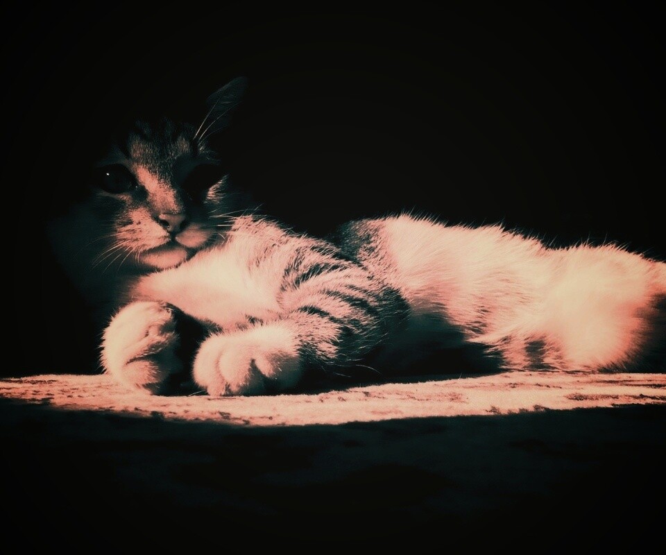 Котик в тени обои
