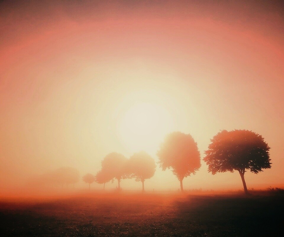 Деревья в поле обои