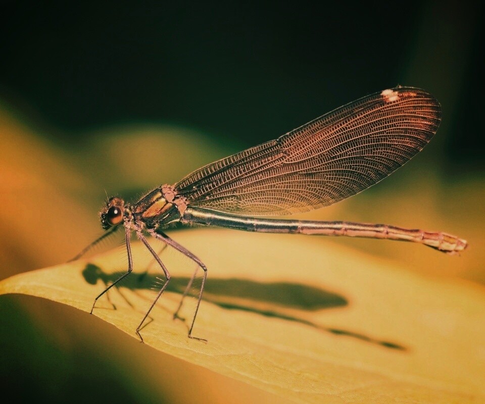 Стрекоза на листе обои