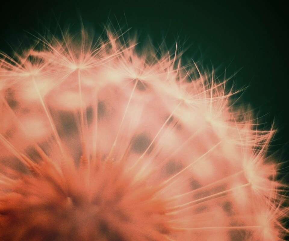 Макро фото одуванчика обои