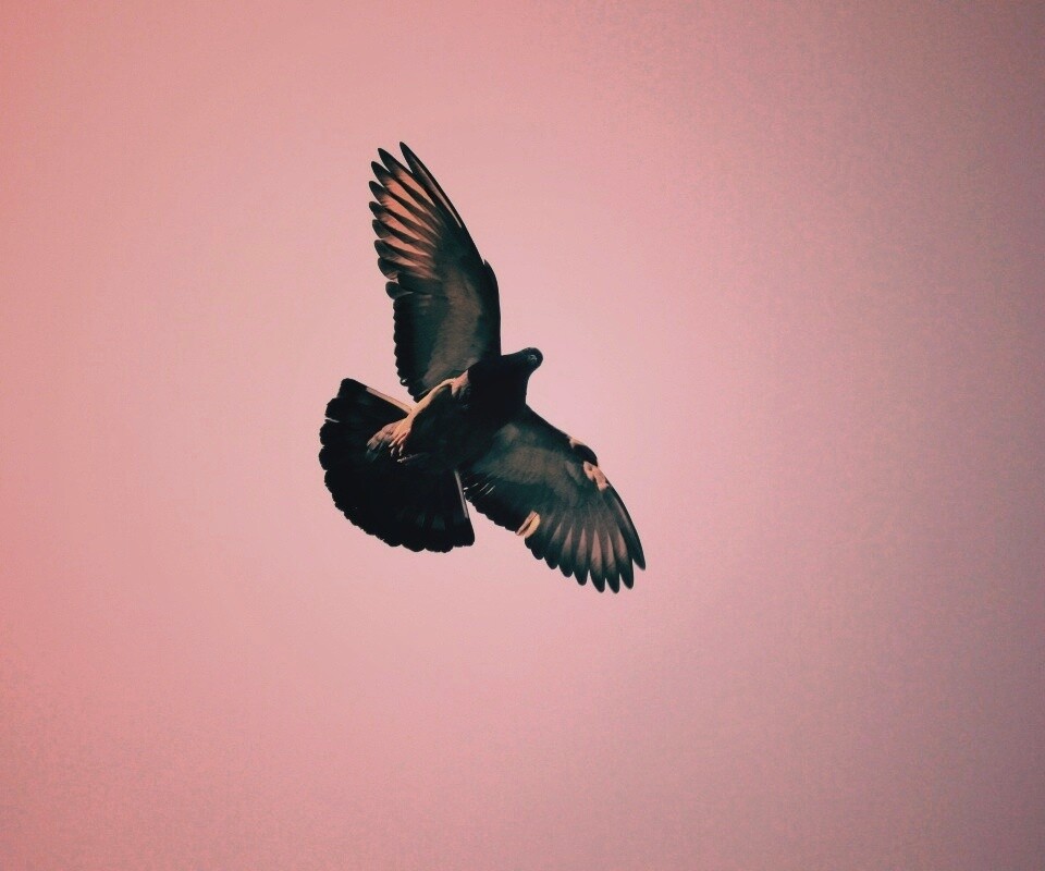 Голубь в полёте обои
