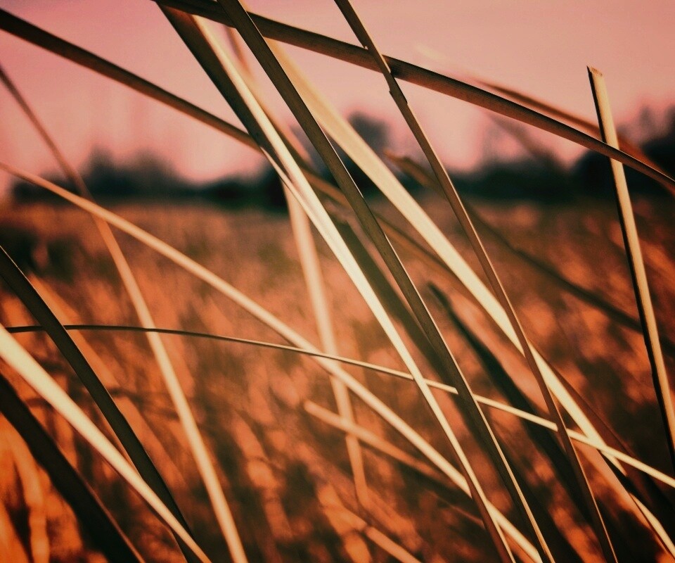 Желтая трава обои