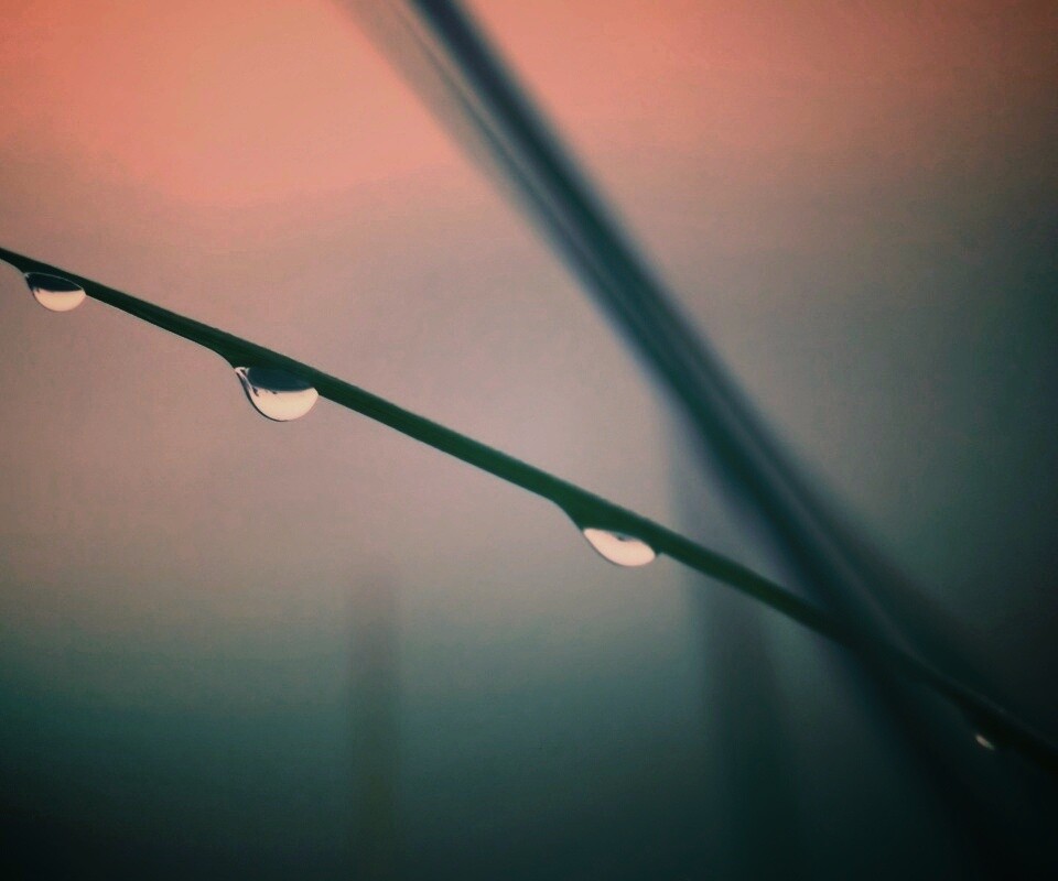 Трава после дождя обои