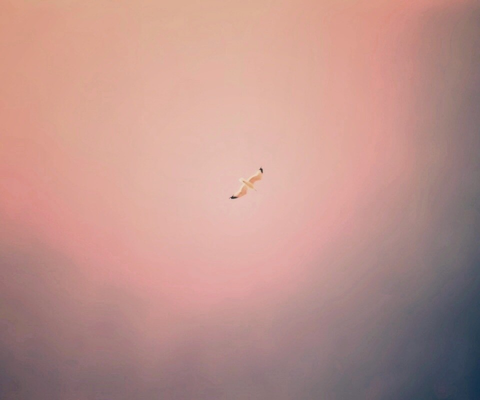 Полет  обои