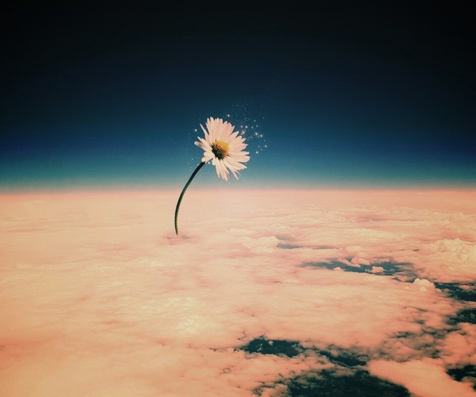 Ромашка в стратосфере обои
