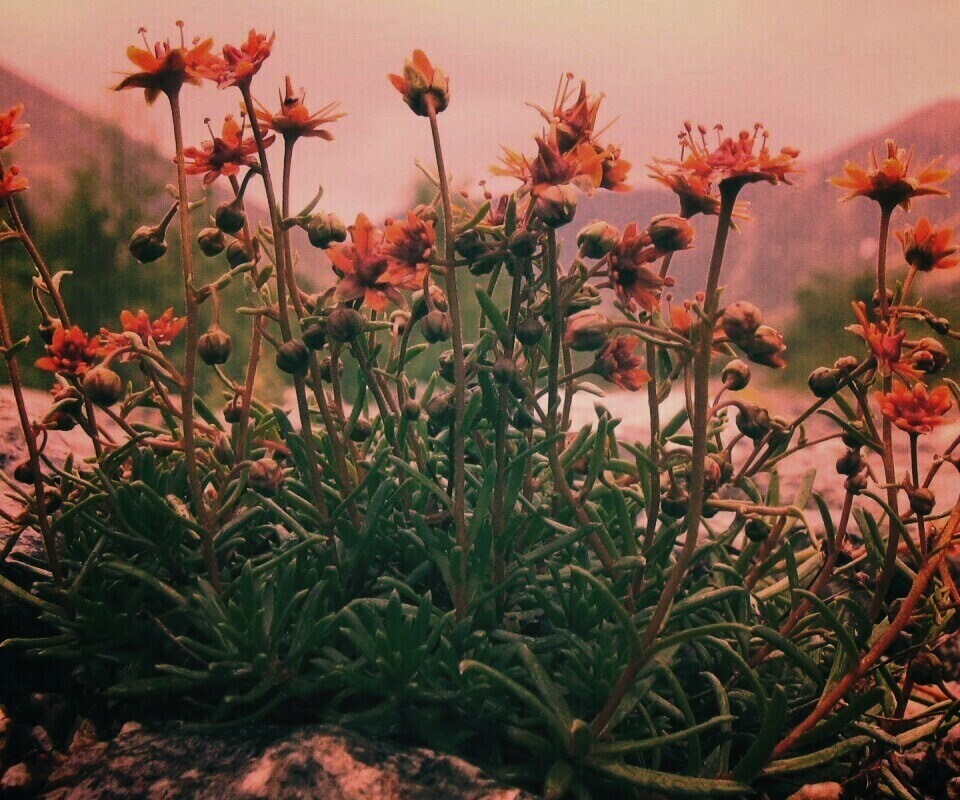 Горные цветы обои