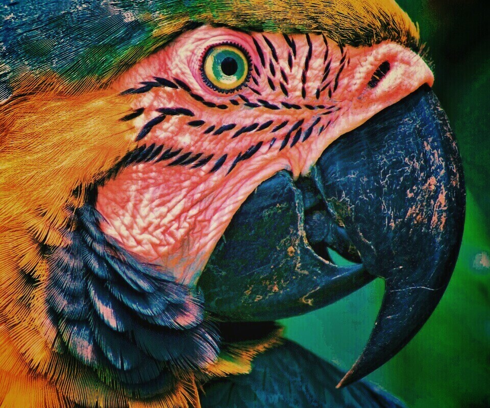 Попугай обои