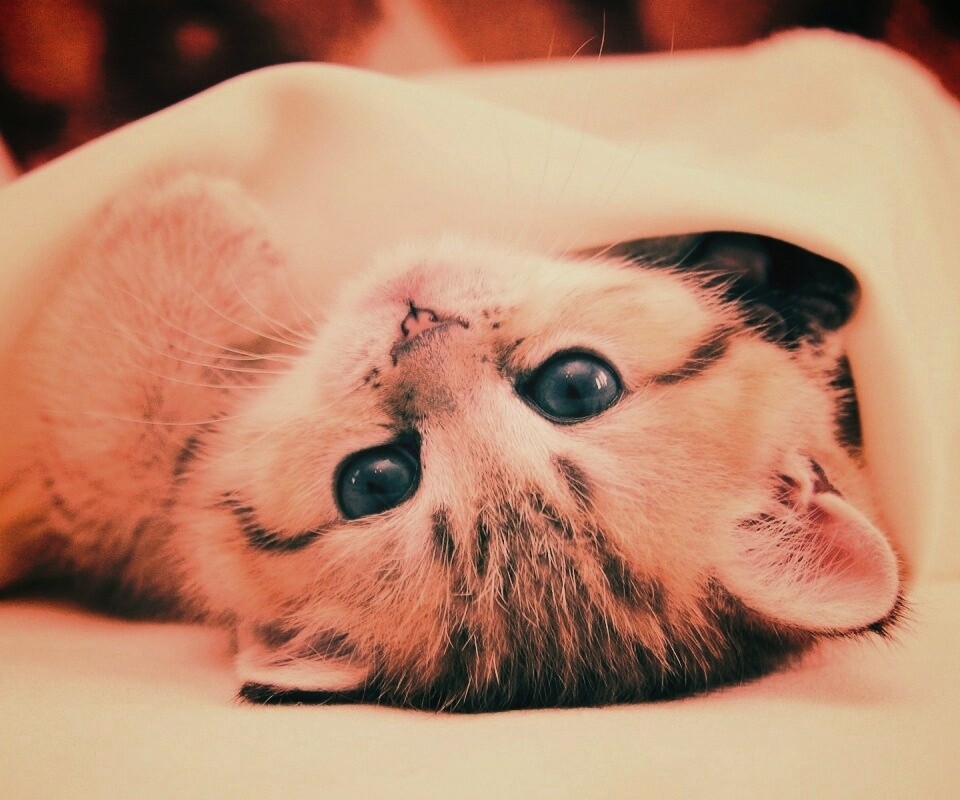 Котёнок вверх ногами обои