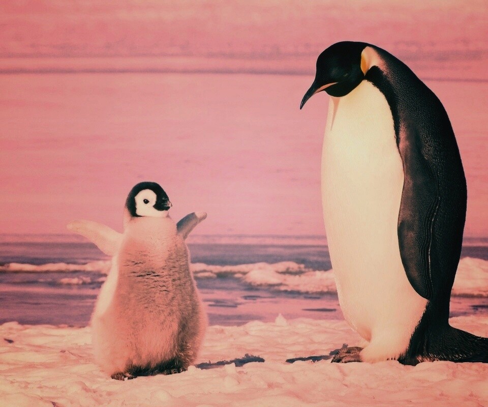 Радостный пингвинёнок обои