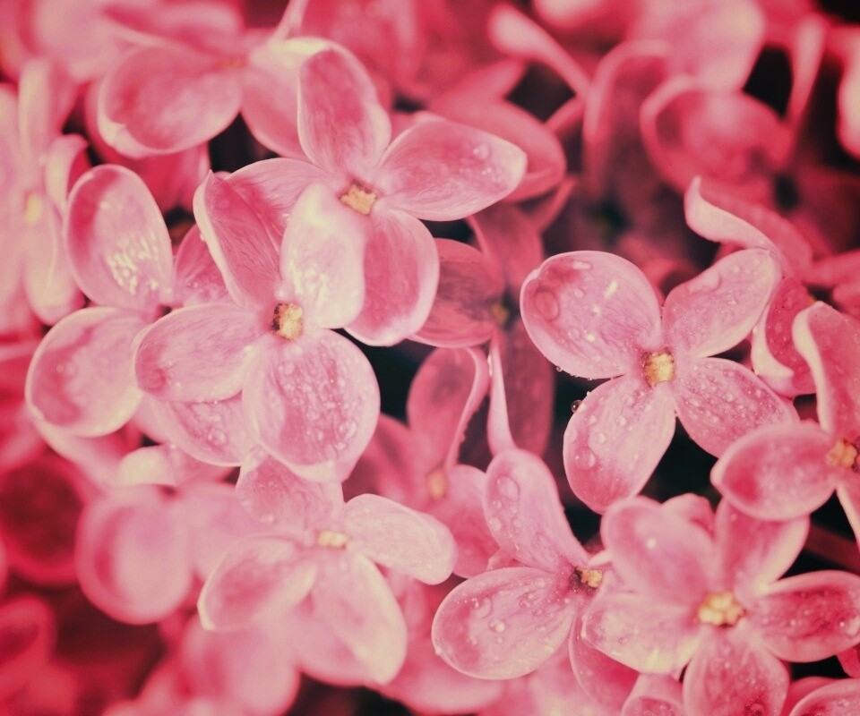 Цветы сирени обои