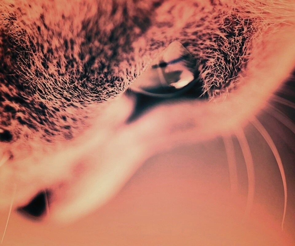 Макро фото мордашки кота обои