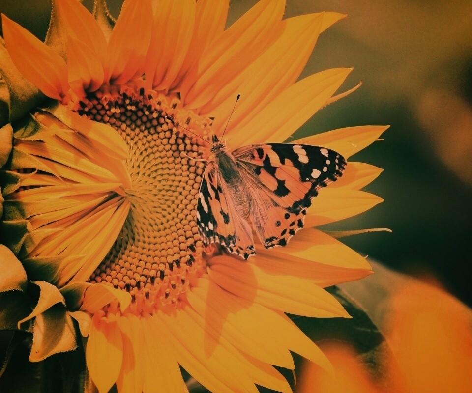 Бабочка на подсолнухе обои