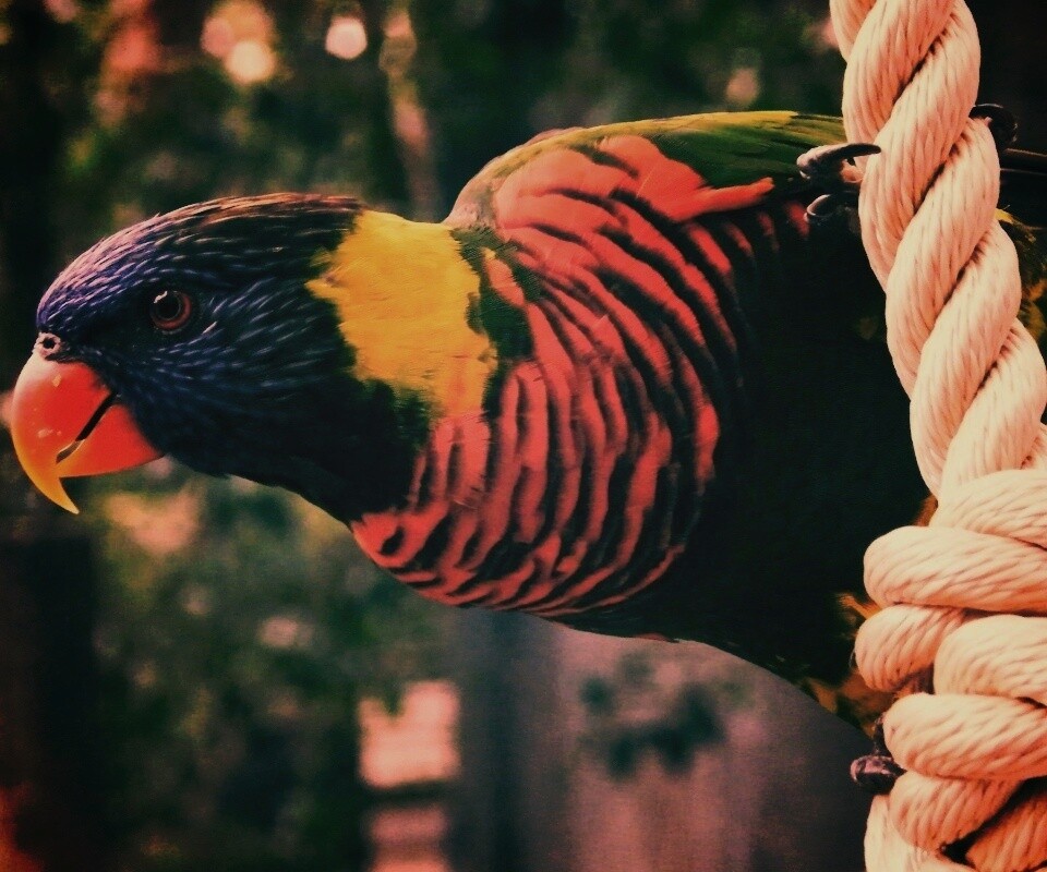 Попугай на канате обои