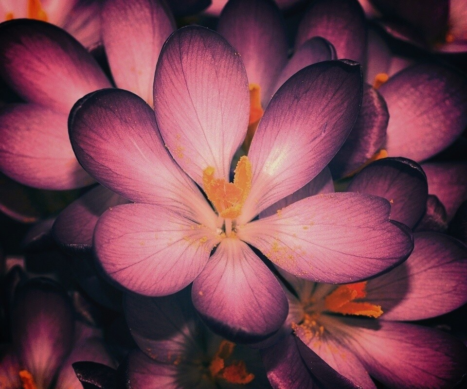 Сиреневый цветок обои