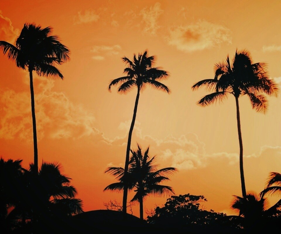 Пальмы на закате обои