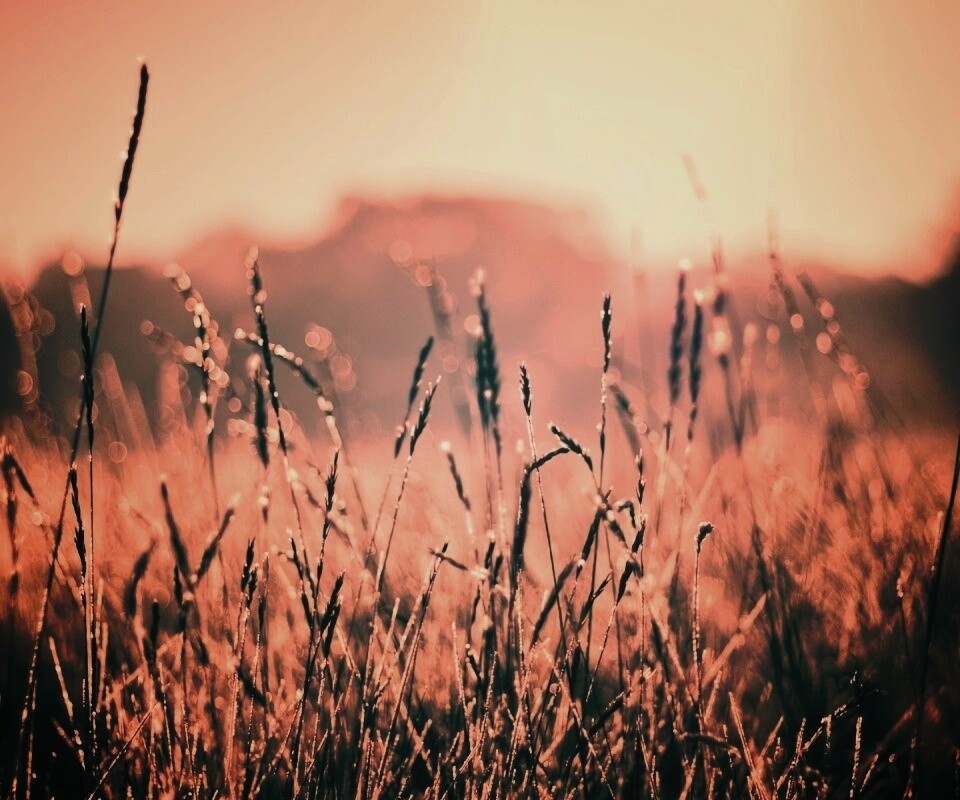 Поле пшеницы обои