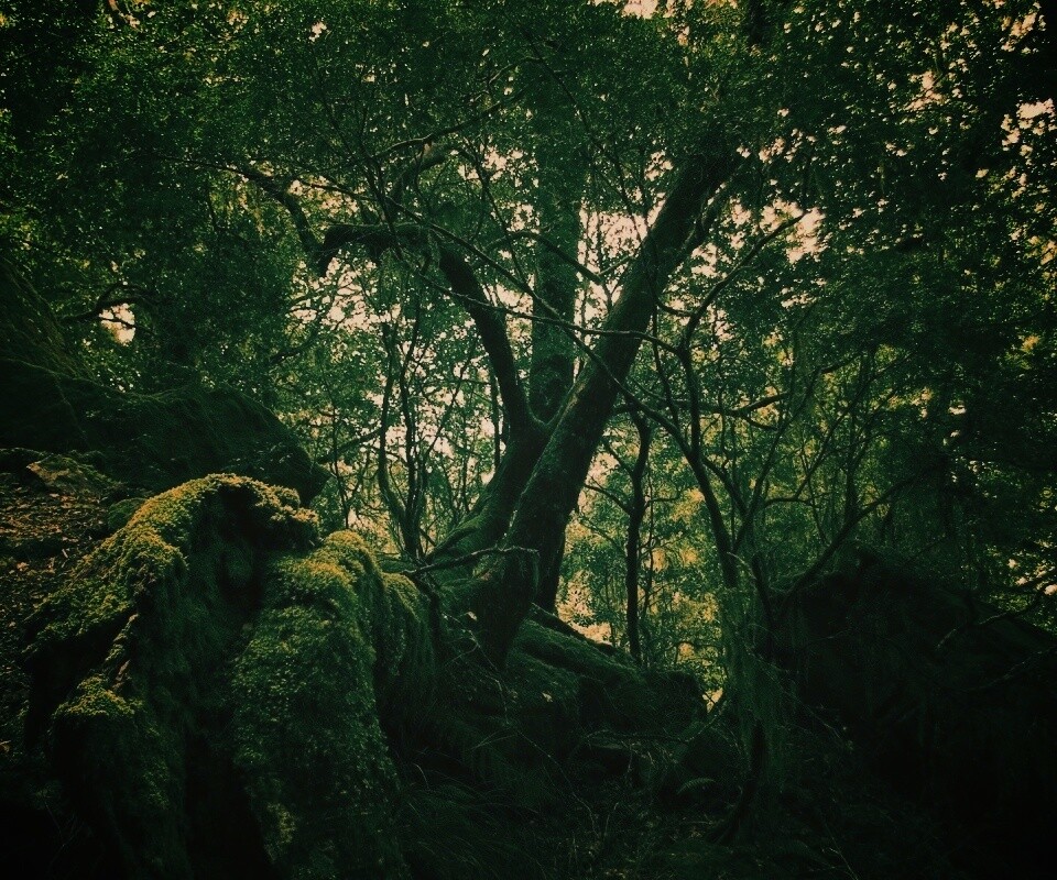 Чаща мшистого леса обои