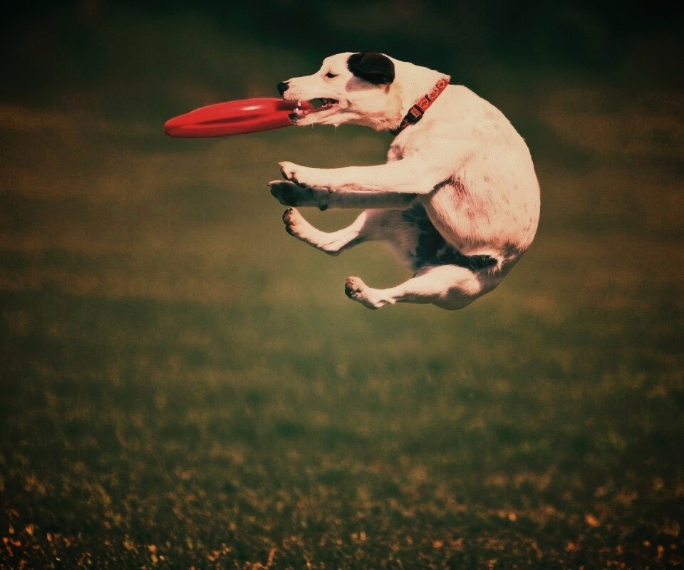 Ловкач обои