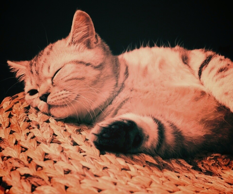 Пушистый кот спит на корзине обои