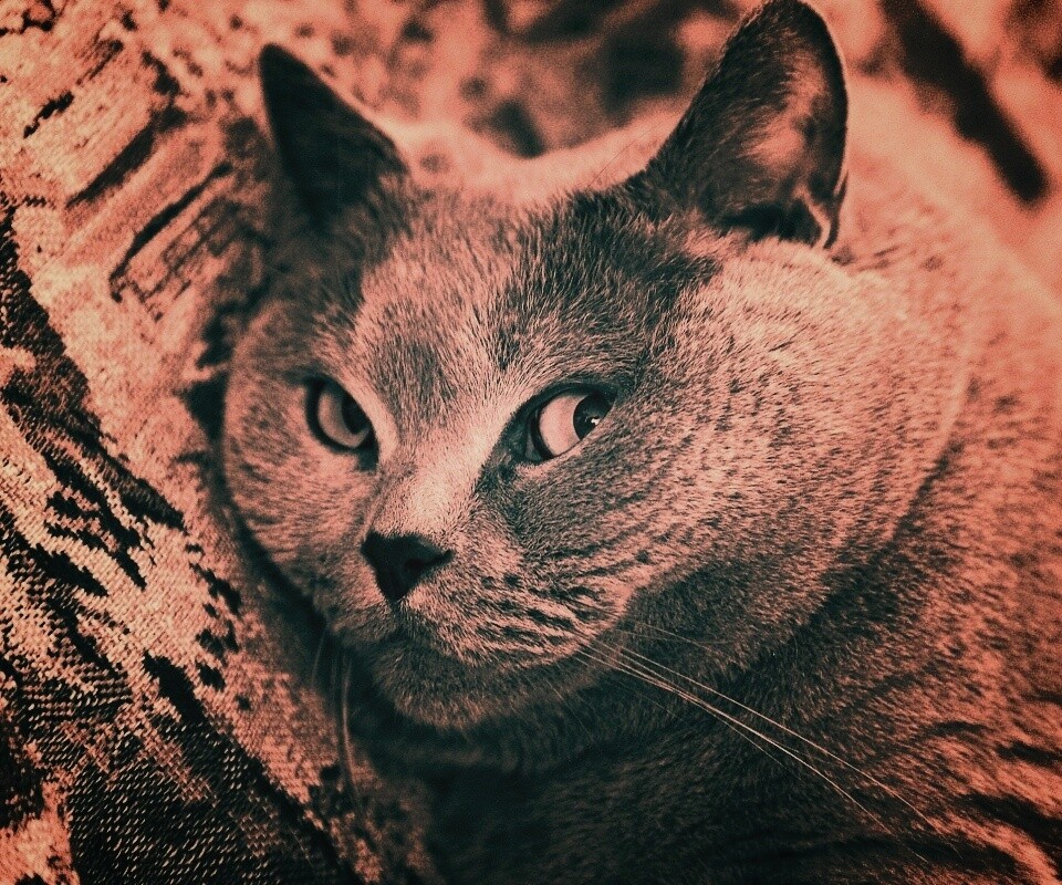 Щекастый британский котик обои