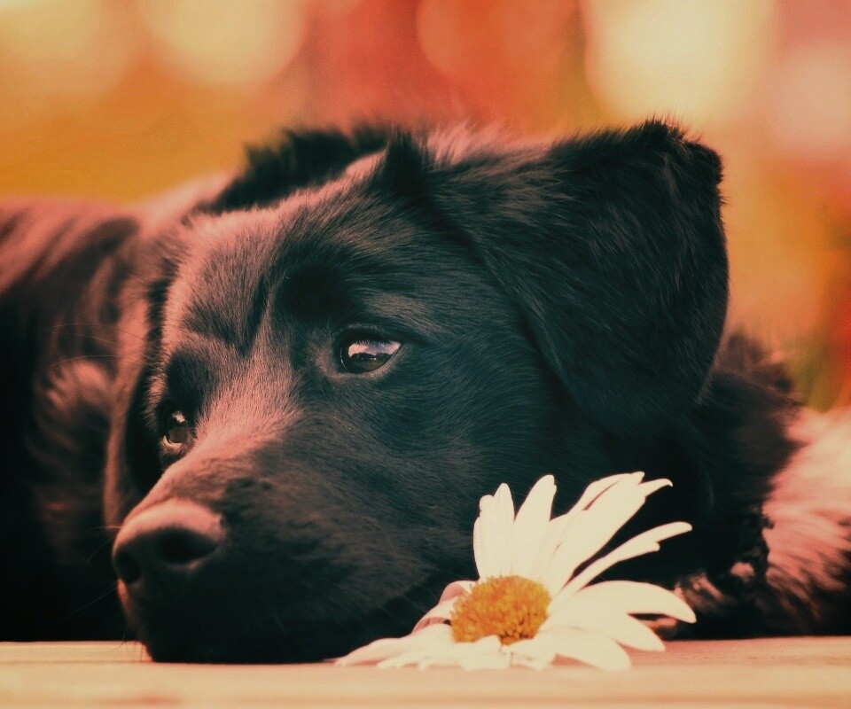 Собака с ромашкой обои
