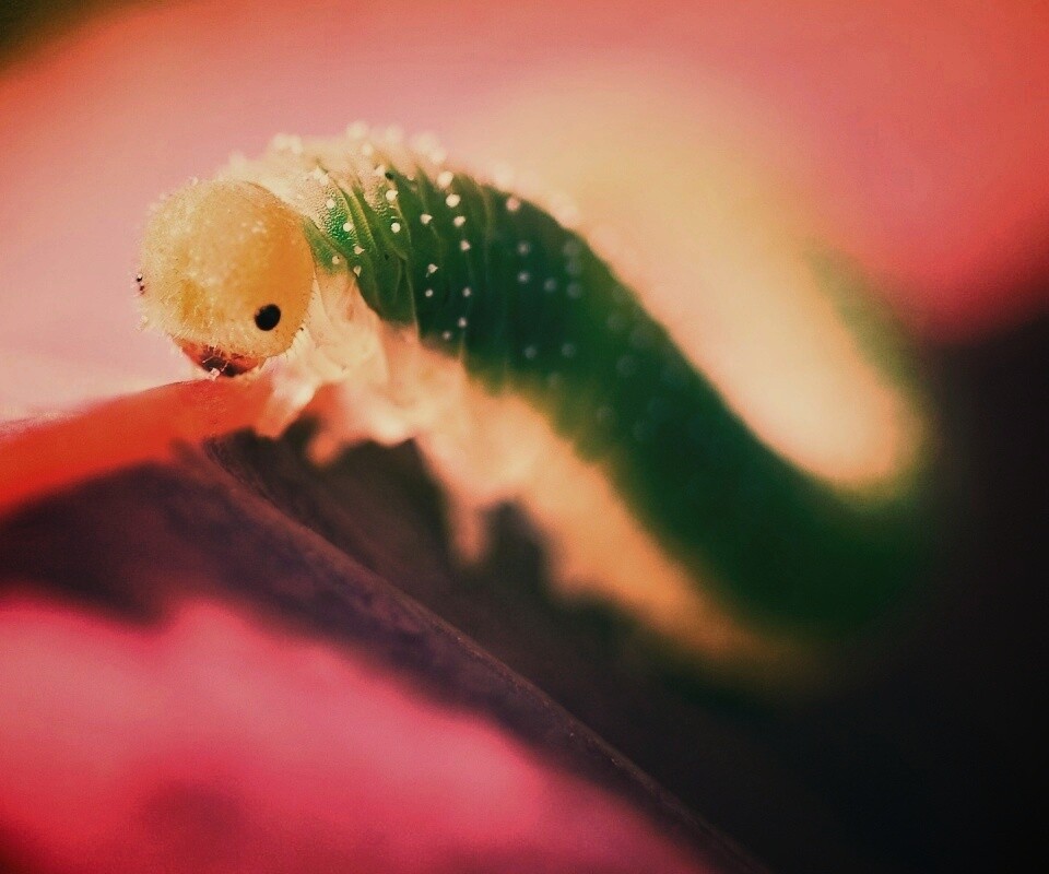 Гусеница бабочки на лепестке обои