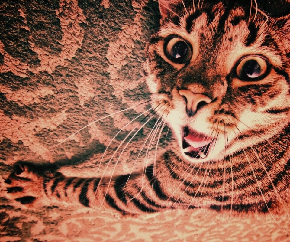 Спалившийся на ковре кошак обои