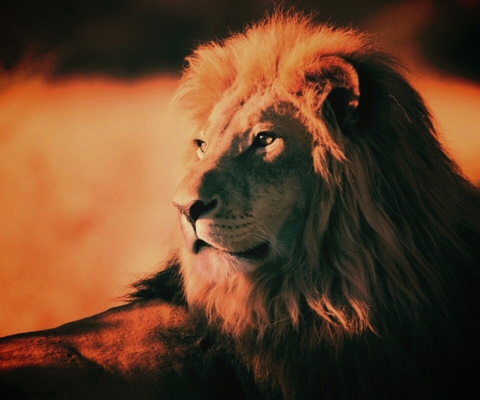 Царь зверей обои