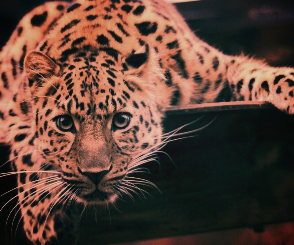 Леопард в зоопарке обои
