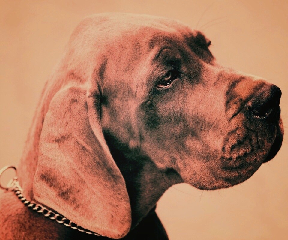 Грустная собака обои