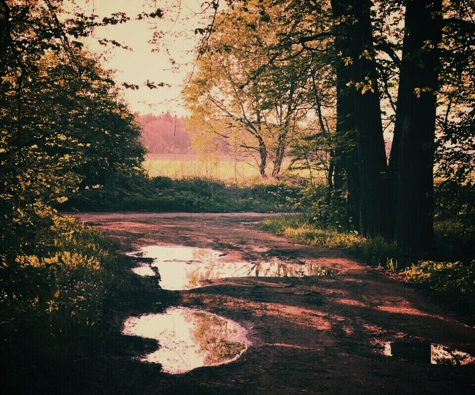 Лесная дорога обои