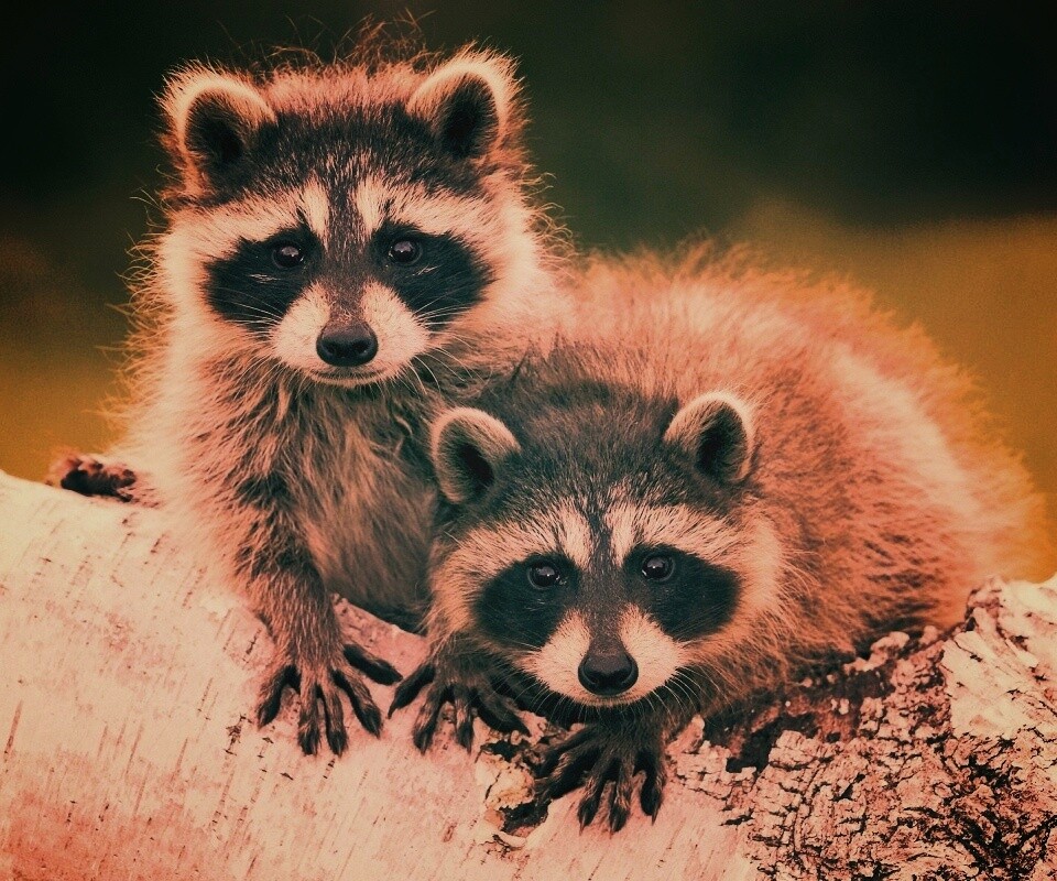 Полосатики обои