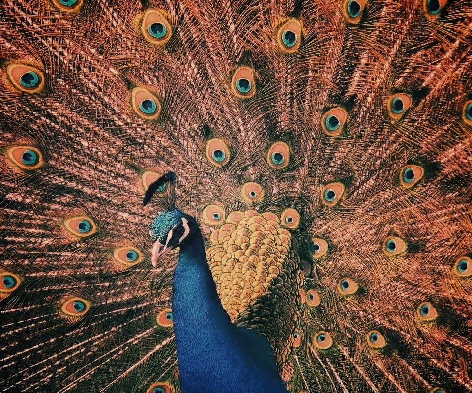 Павлин, говоришь... обои