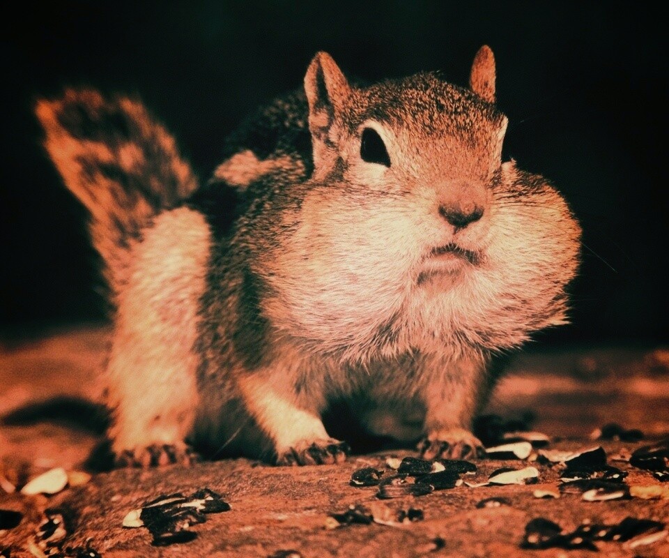 Не жадный, а бережливый обои