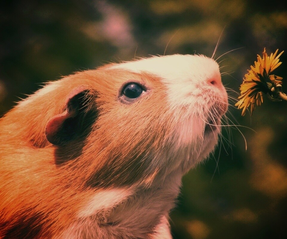 Морская свинка - романтик обои