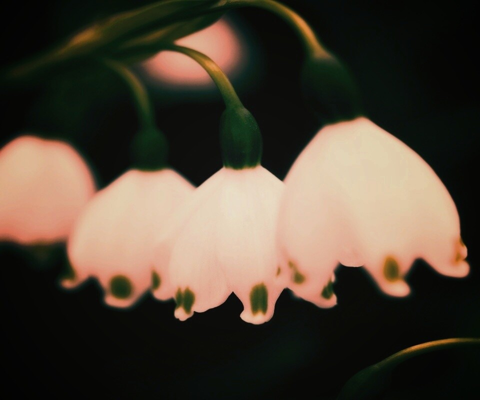 Белые ландыши обои