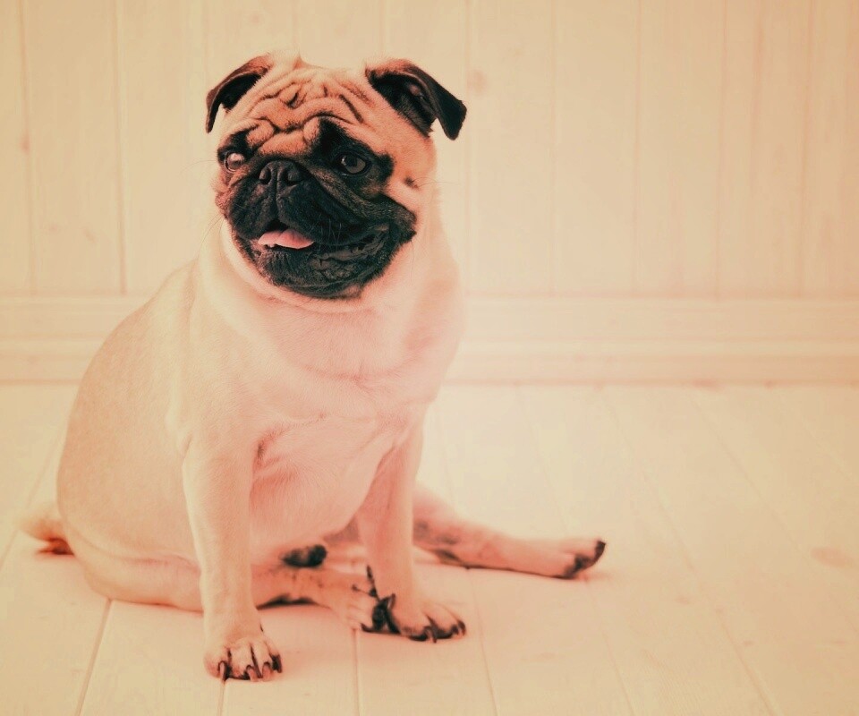 Симпатичный мопс на полу обои