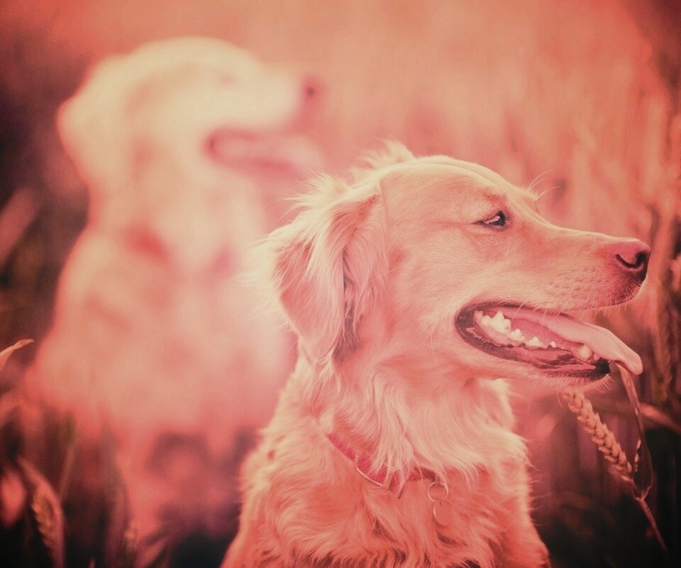 Собаки обои