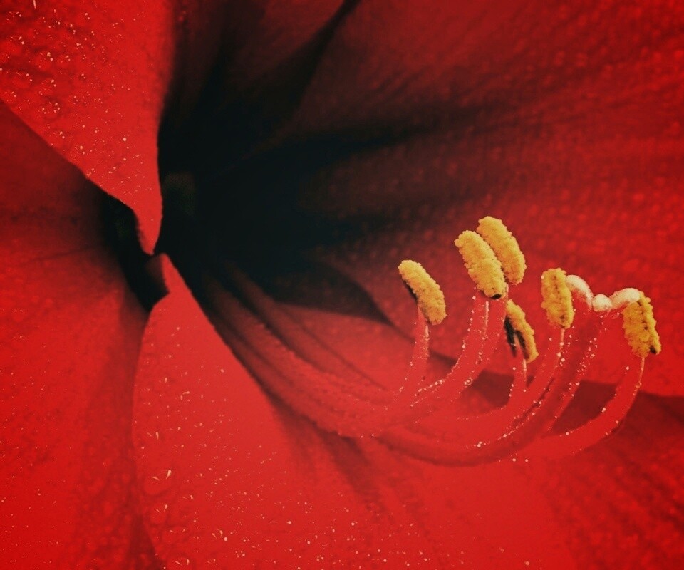 Красная манящая лилия обои