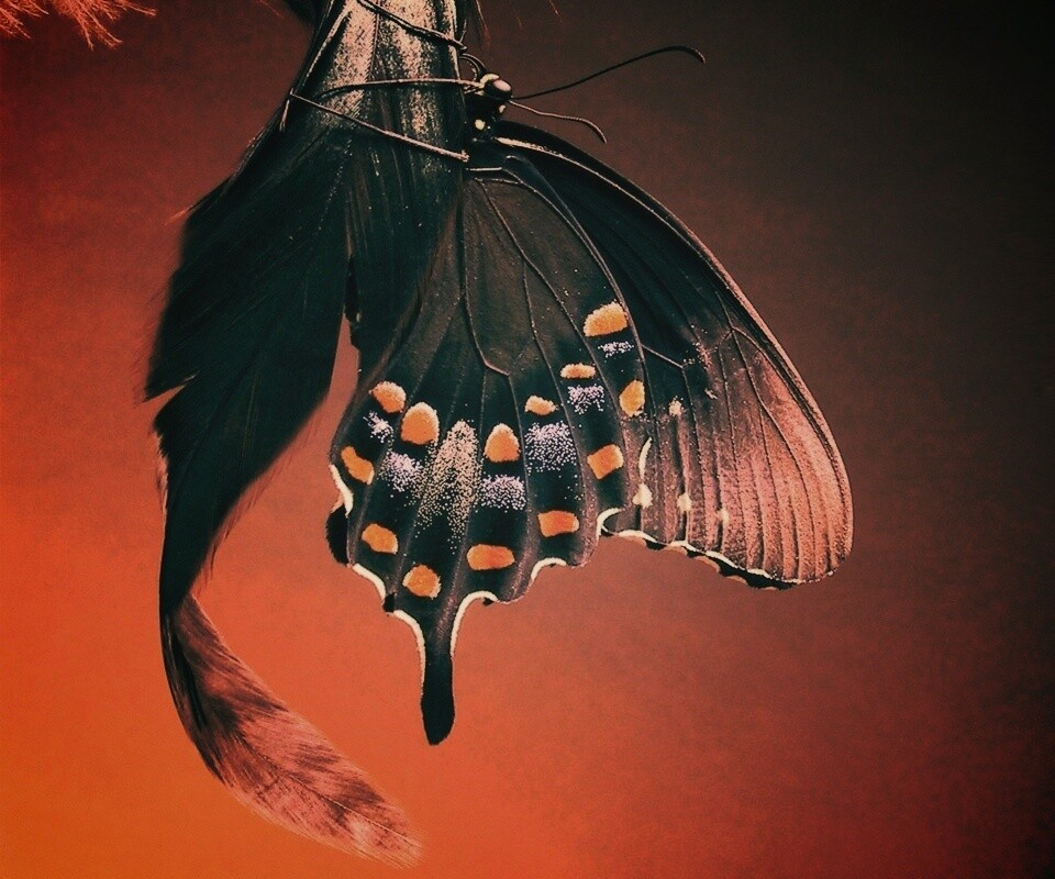 Красивая бабочка обои