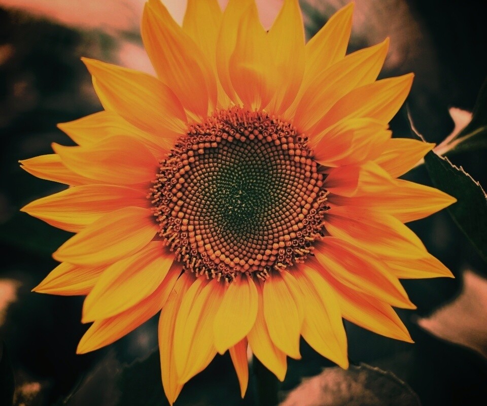 Подсолнух на поле обои