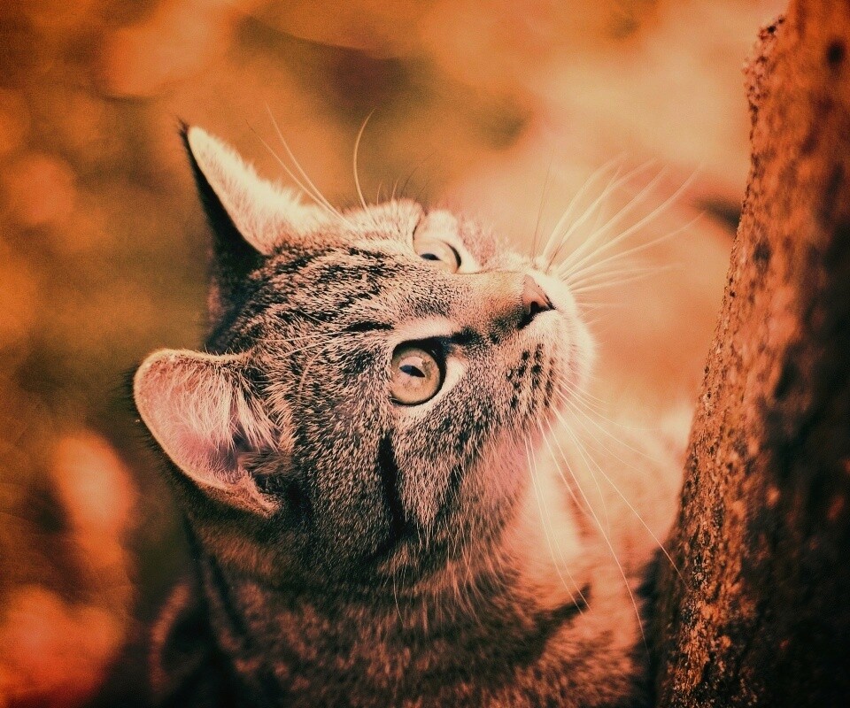 Кошак на дереве обои