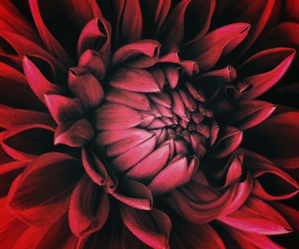 Цветок обои