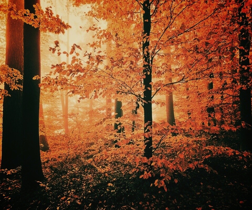 Осень обои