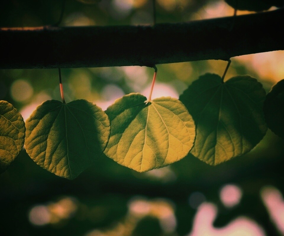 Ветка с зелеными листочками обои