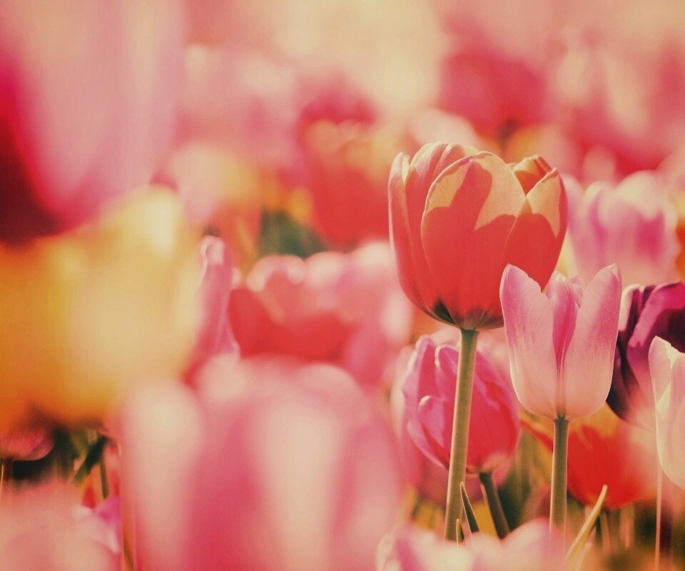 Красивые тюльпаны обои
