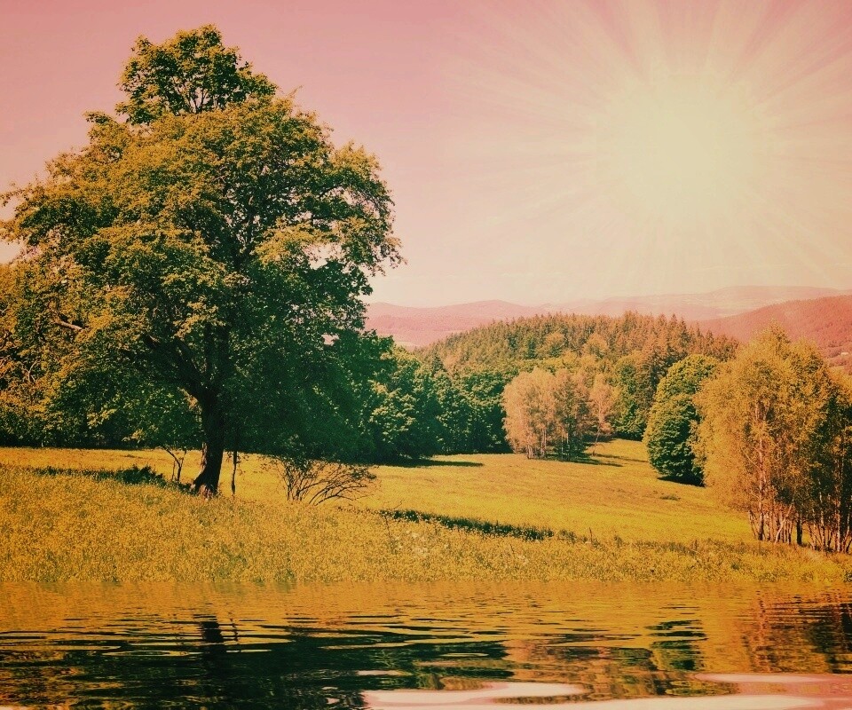 Дерево у воды обои