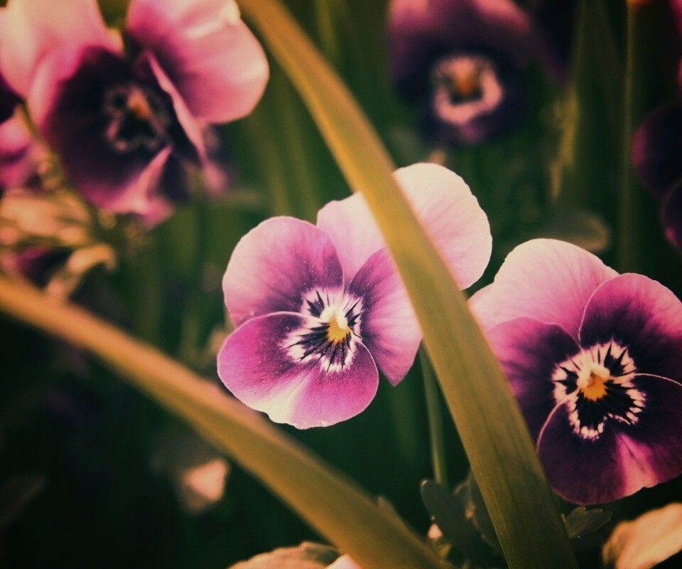 Анютины глазки обои