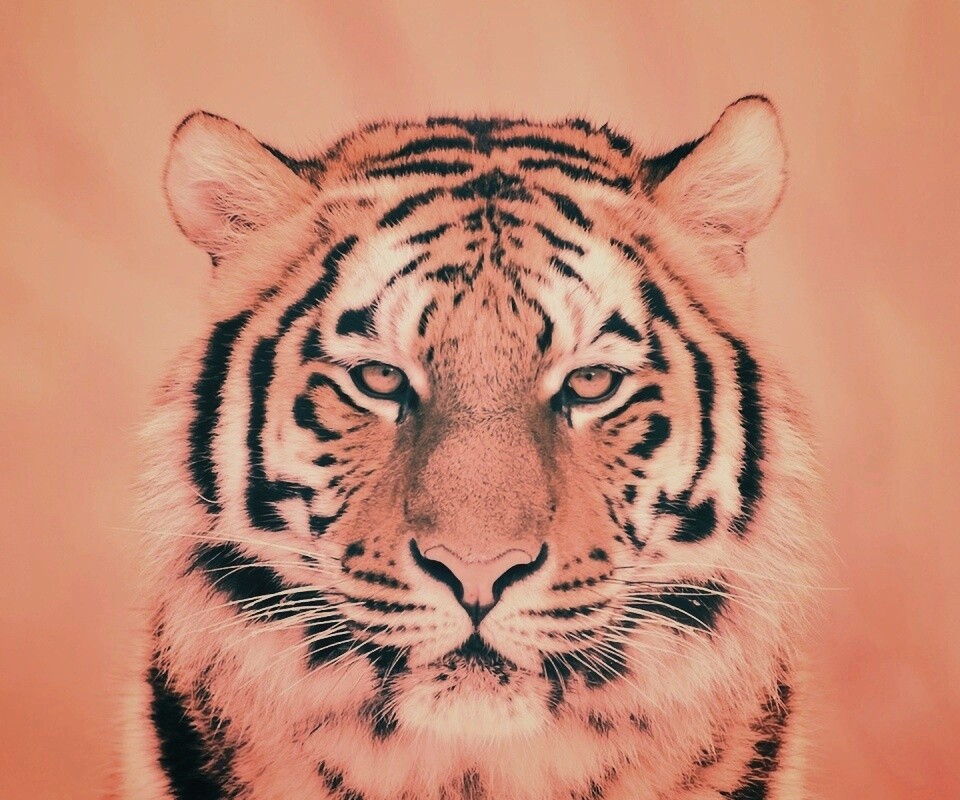 Красавец тигр обои